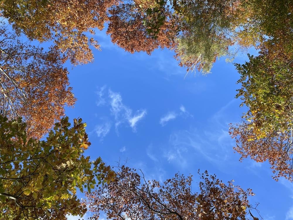 Herbstliche Baumkronen mit buntem Laub vor blauem Himmel